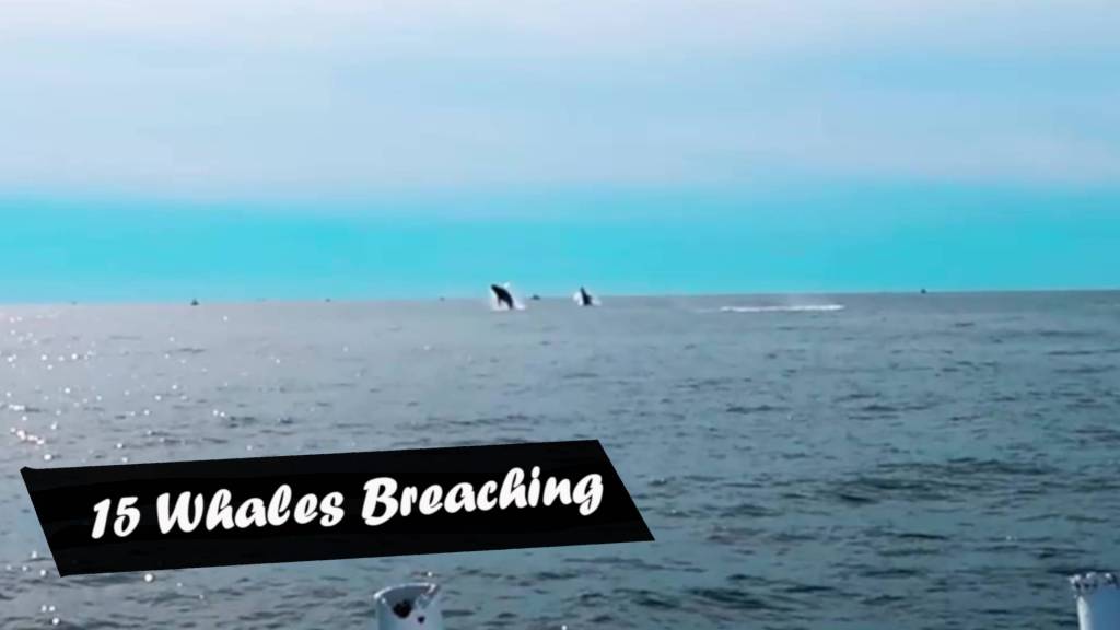 15 Breaching Whales