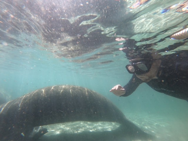Snorkeling with Manatees