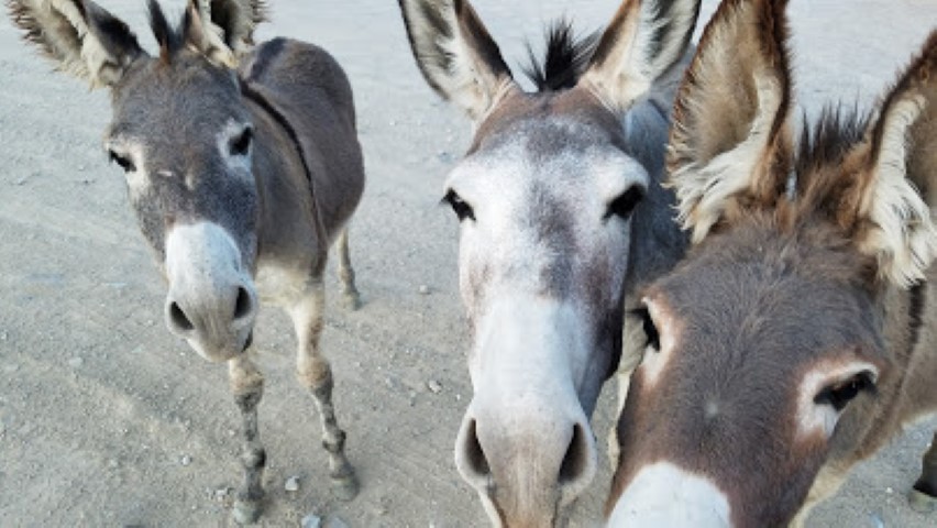 3 wild burros