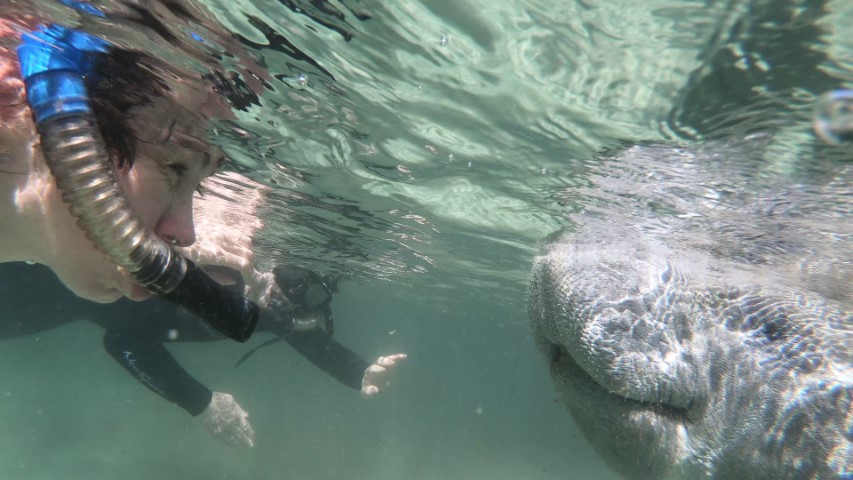 Snorkeling with Manatees