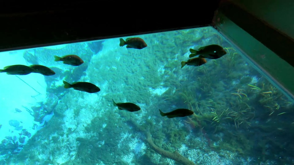 Silver Springs Glass-Bottom Boat&nbsp;Tour