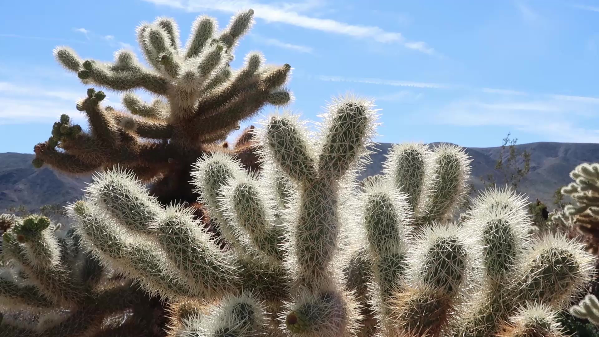 Cholla Cacti