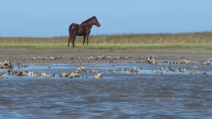 Wild Horses Dragged Us Away