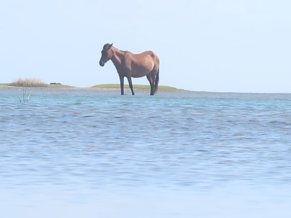 Wild Horses at Shackleford&nbsp;Banks