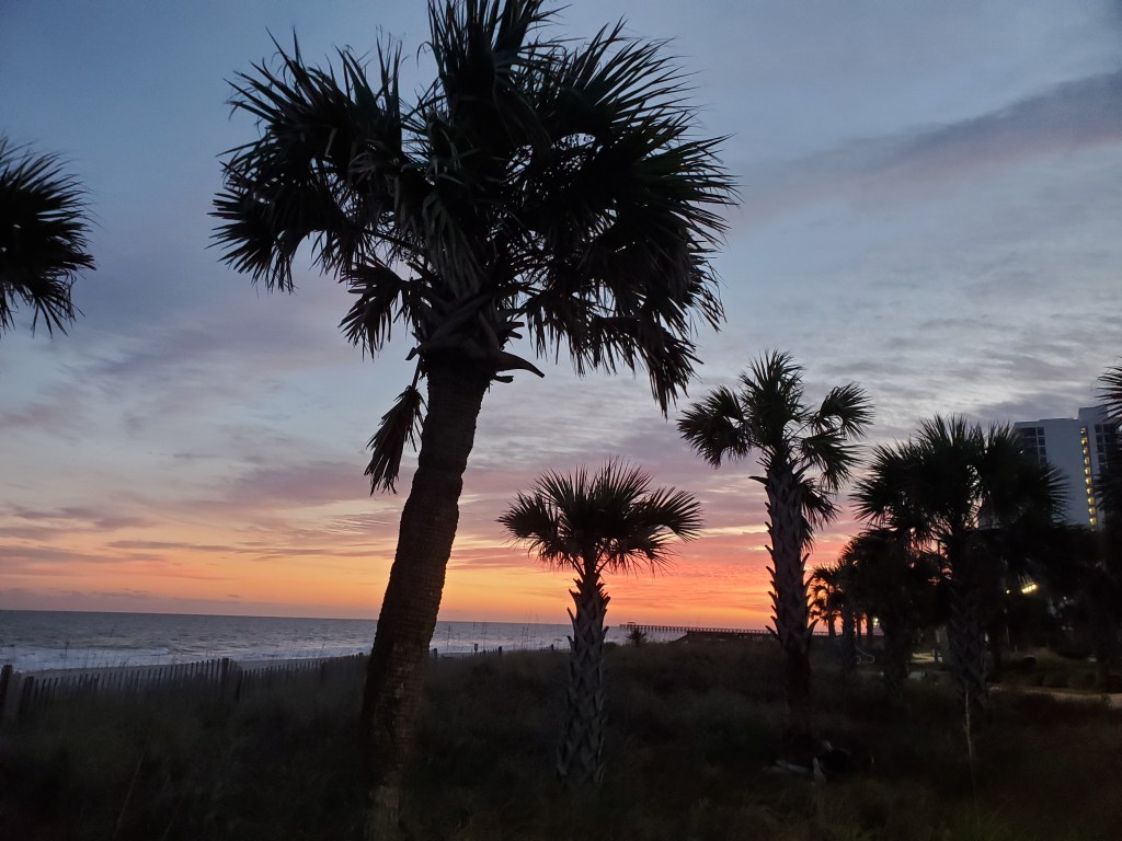 Palm trees as the sun sets at Myrtle Beach