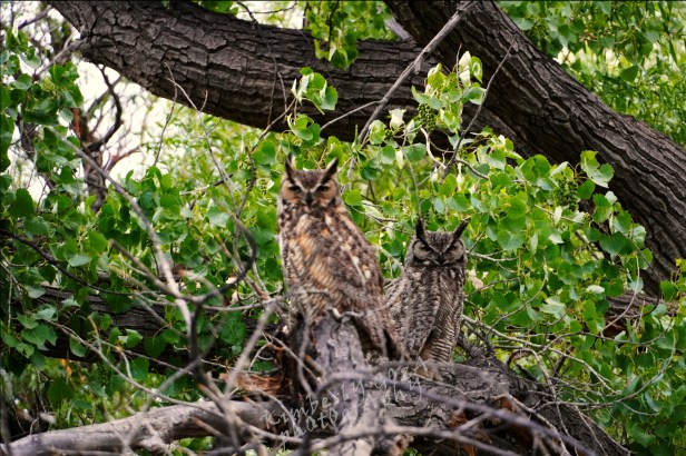 Two owls sitting in tree