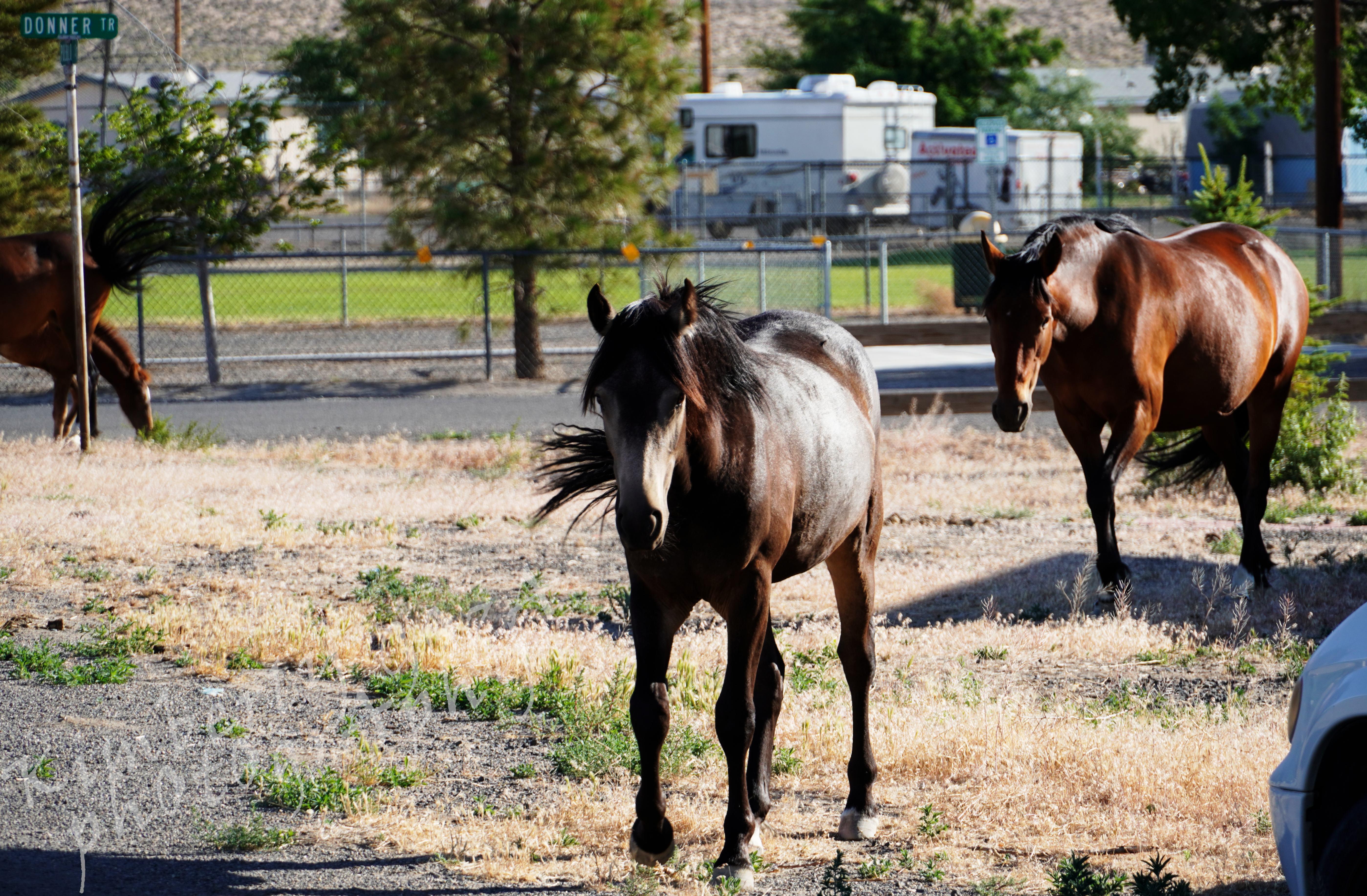 Wild Horses and Talking Rocks