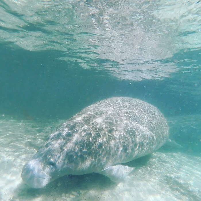 Manatee in Crystal River