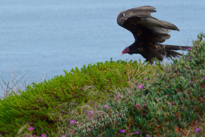 California Condor about to take flight