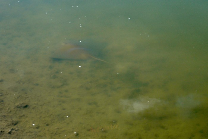Manta Ray in Alviso Marina County Park
