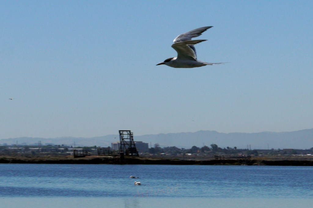 Hiking with Manta&nbsp;Rays