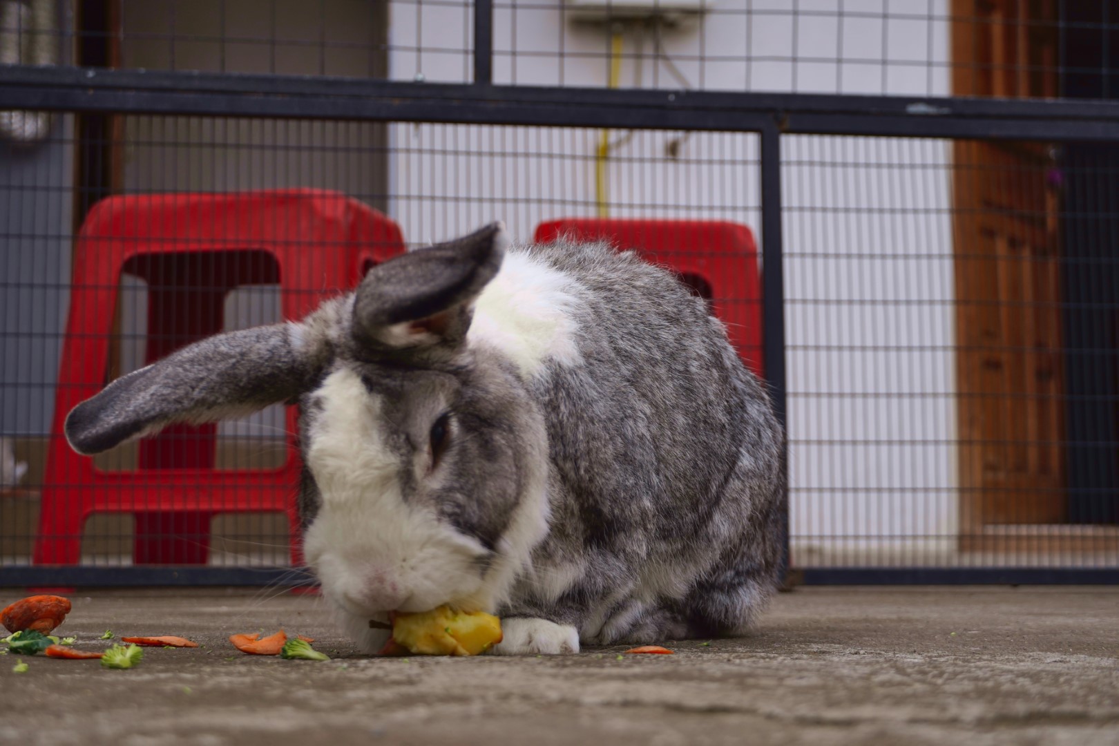 Clover a rescue rabbit living on a roof in Ambato, Ecuador