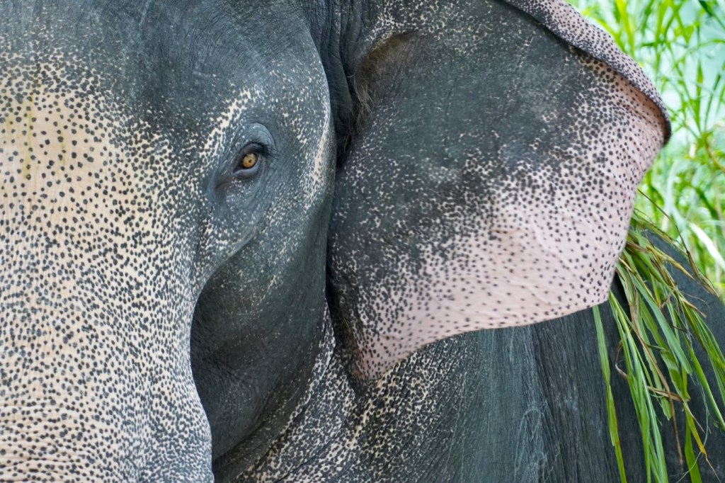 Encountering Elephants at Konni Reserve in&nbsp;Kerala