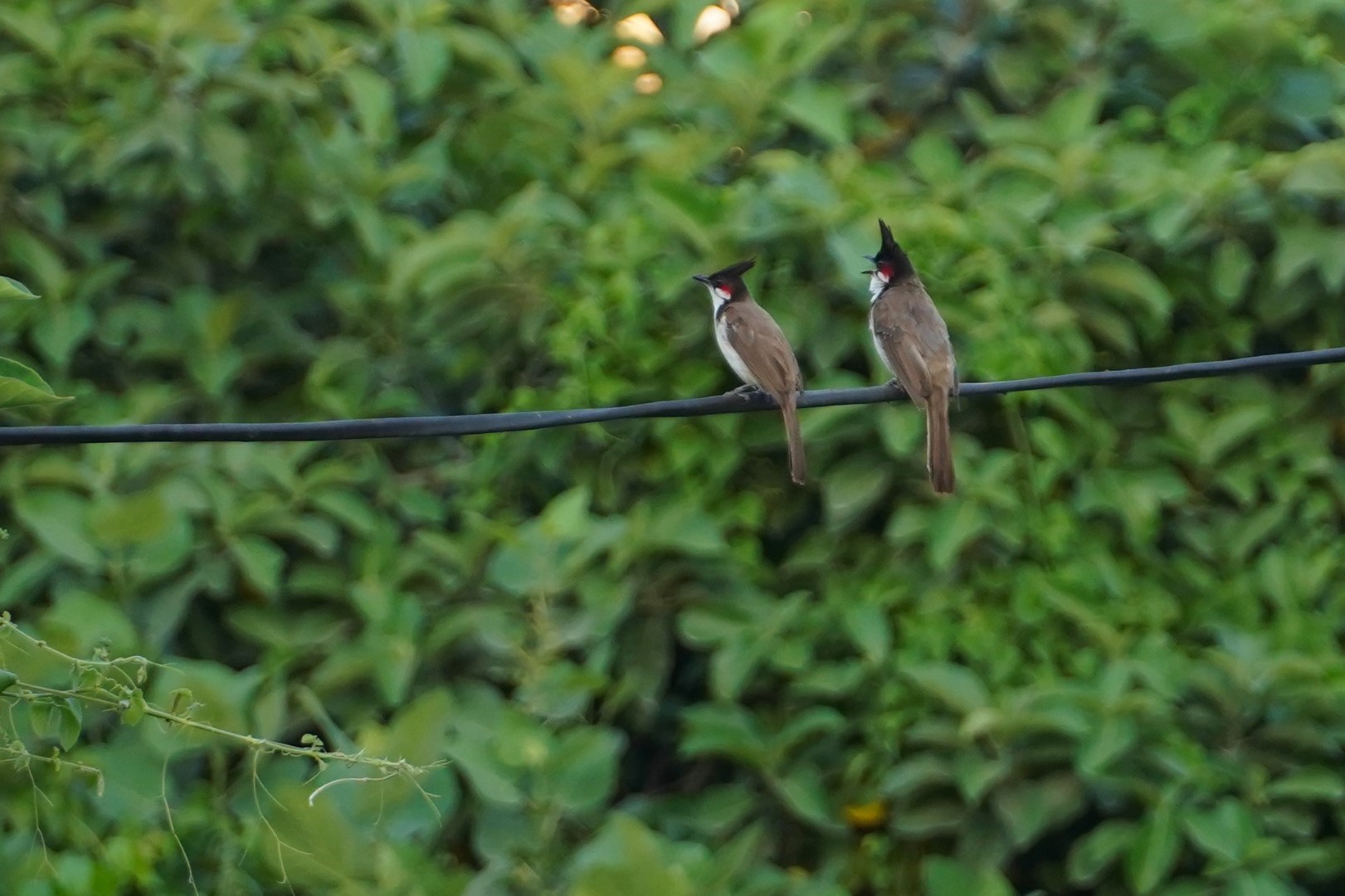 2 birds in Faizabad, India