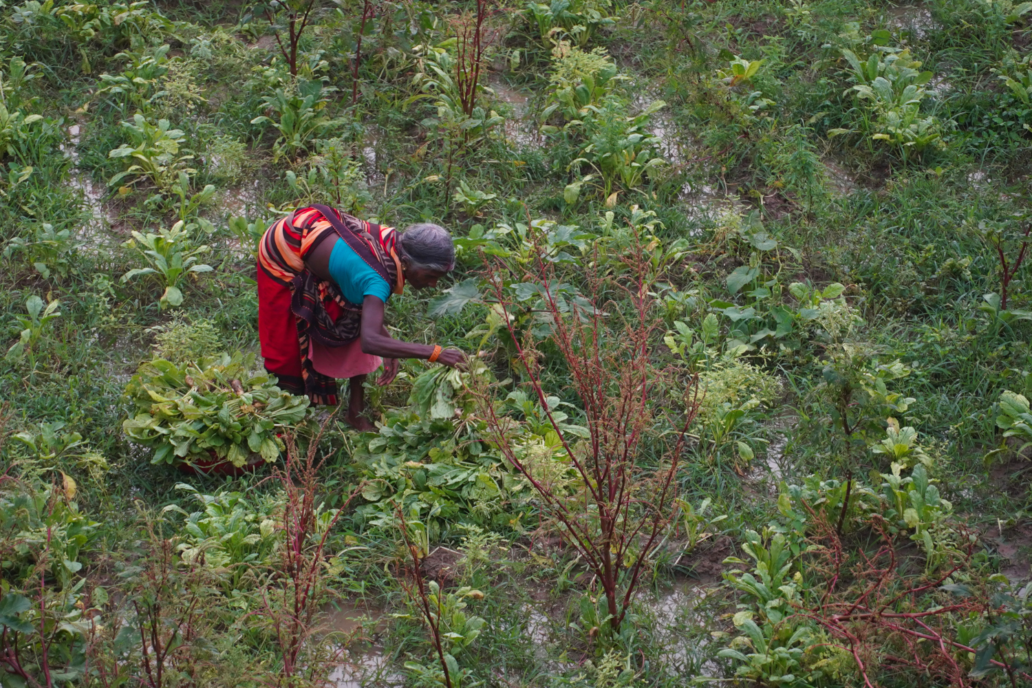 elderly lady working in the field