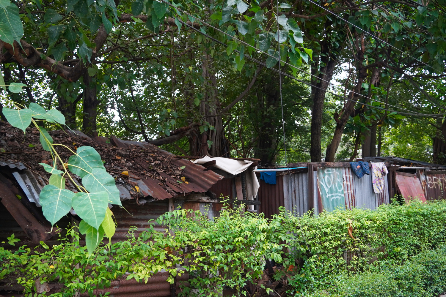 rusted shacks tucked into the bushes serve as housing for the less fortunate in Bangkok