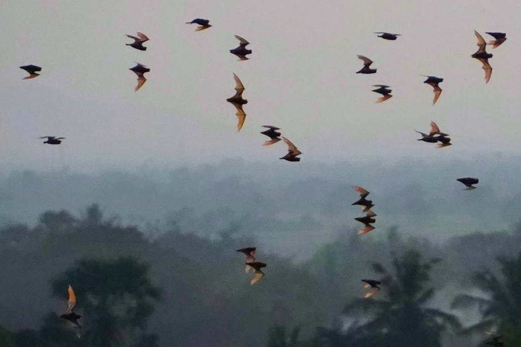 More Than Bats: Phnom Sampov, a Cambodian Village&nbsp;Experience