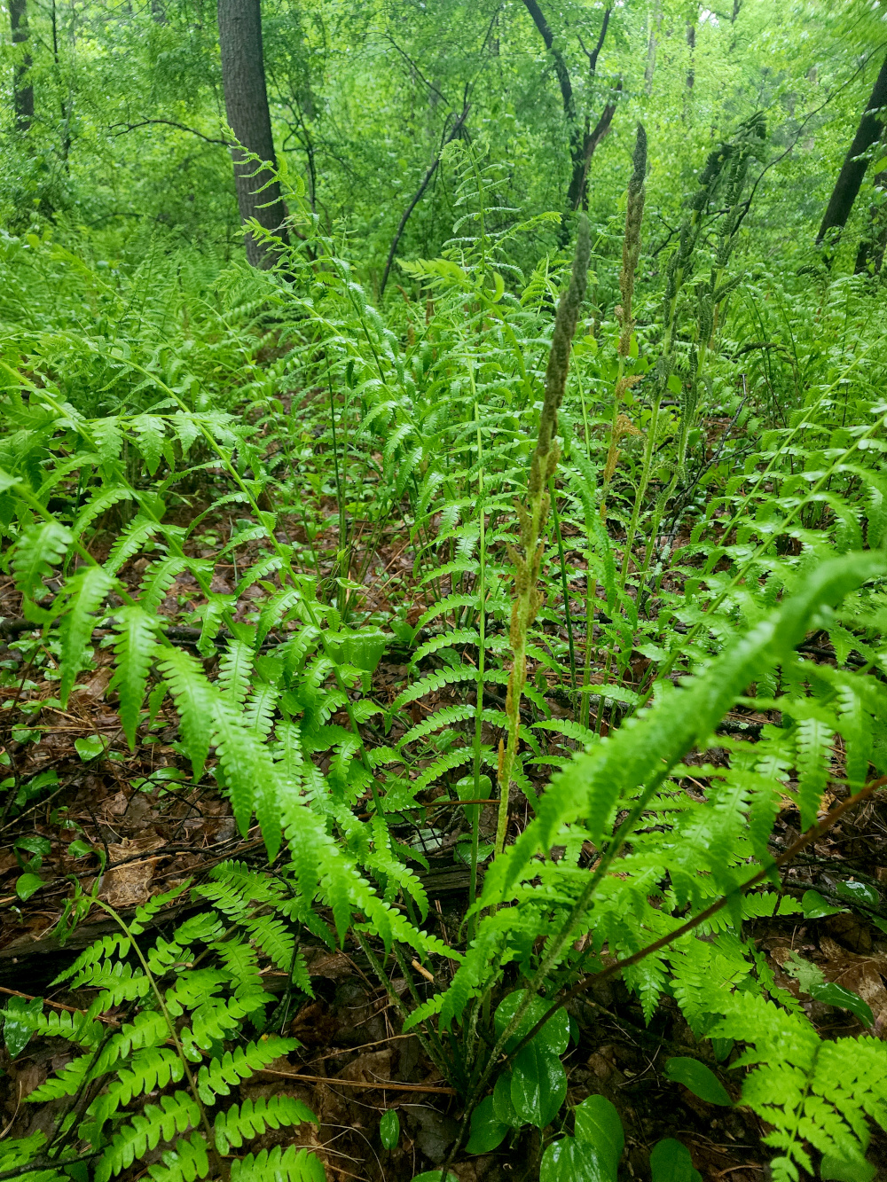 large green ferns in the woods USA