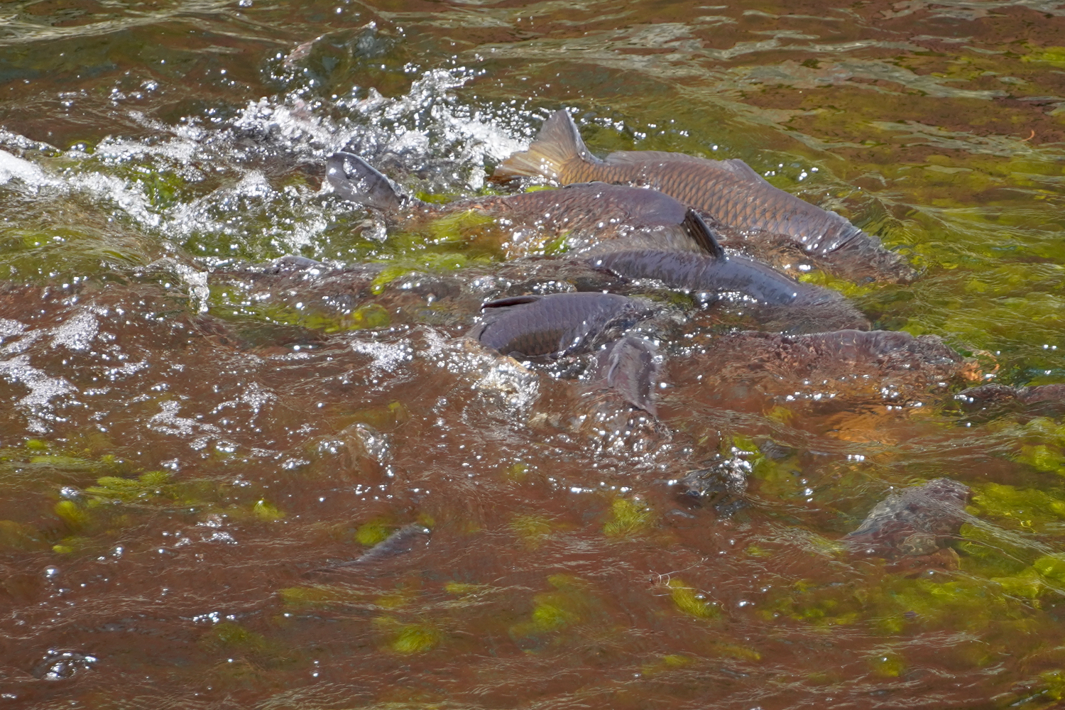 cluster of fish in stream Massachusetts, USA