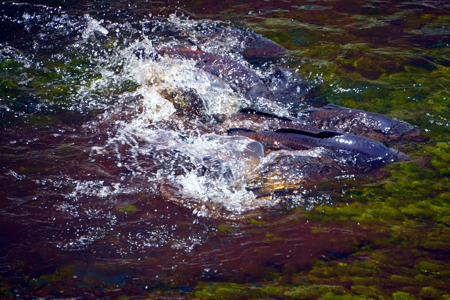 group of fish splashing Massachusetts, USA