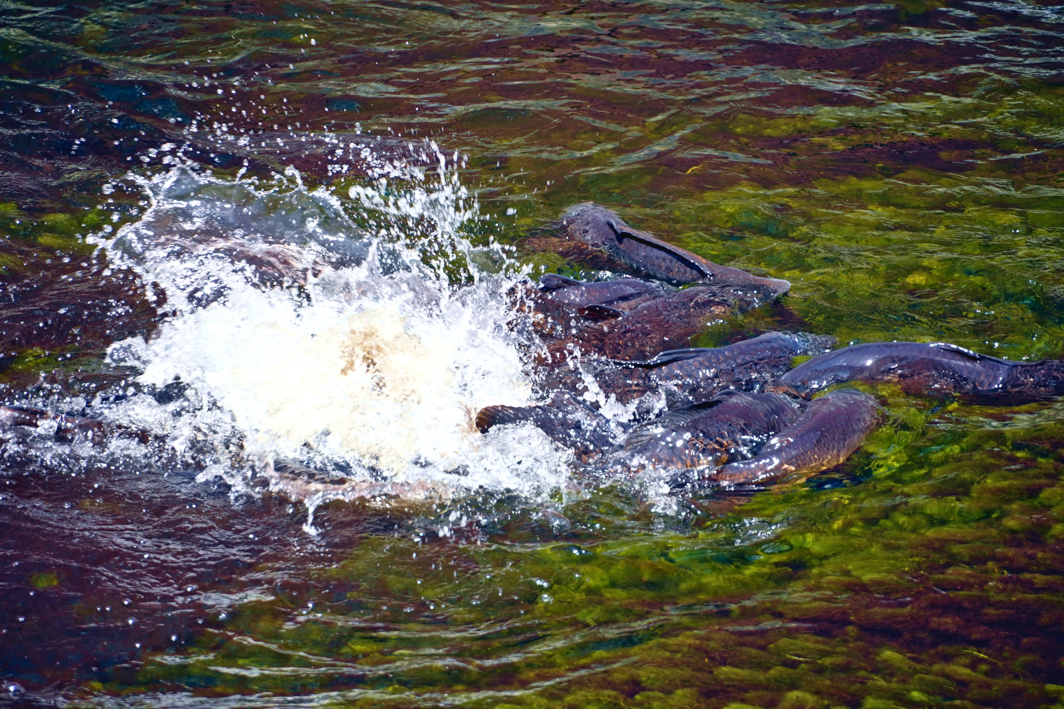 fish mating Massachusetts, USA