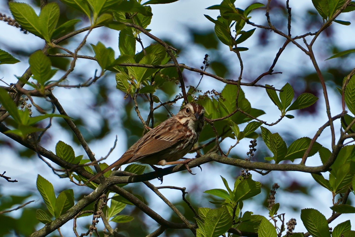 brown bird looking at you from a branch in a tree Massachusetts, USA