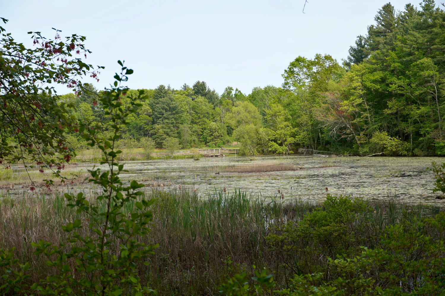 bog behind Bass Pro in Foxboro, Massachusetts, USA