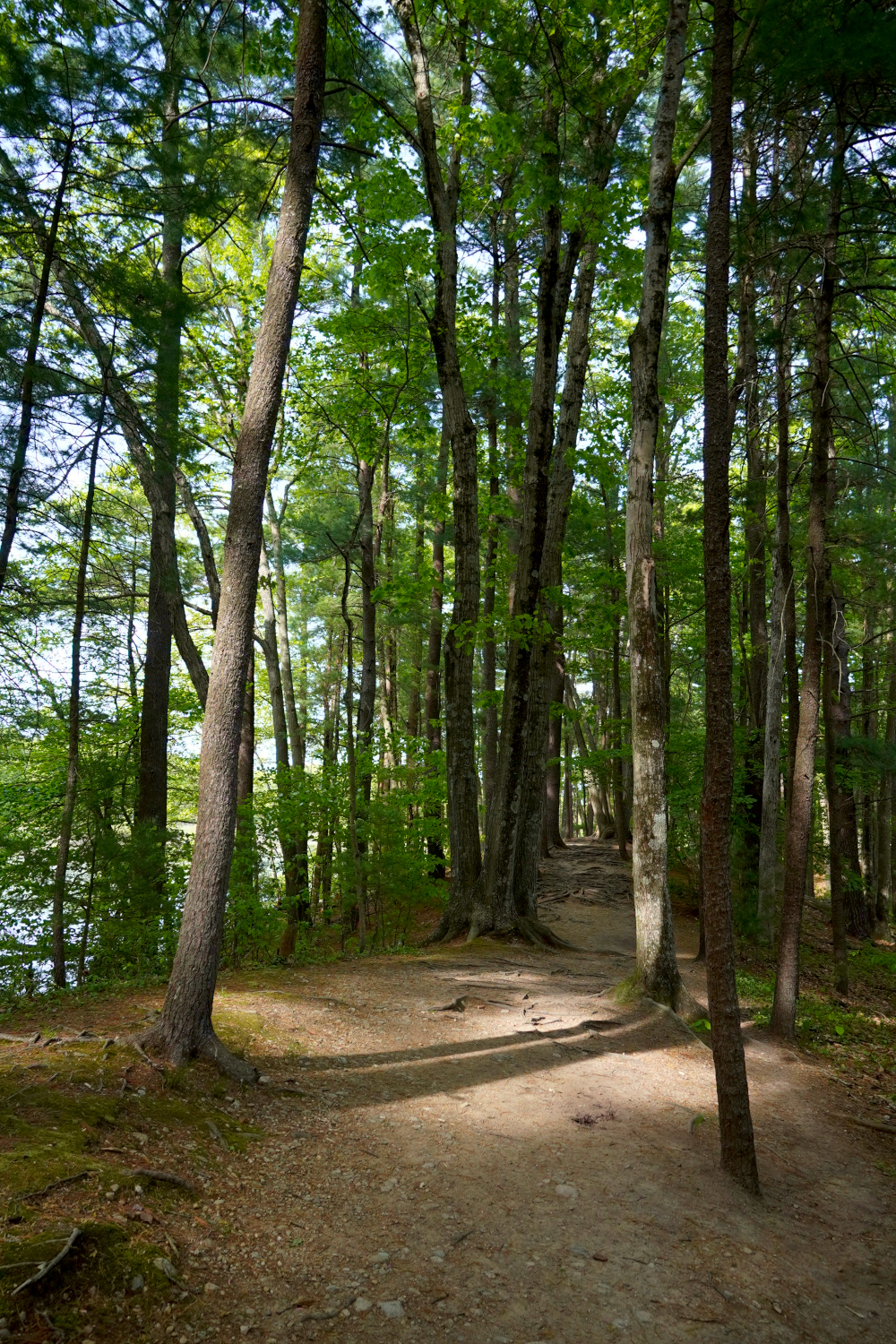 trail through the trees Massachusetts, USA
