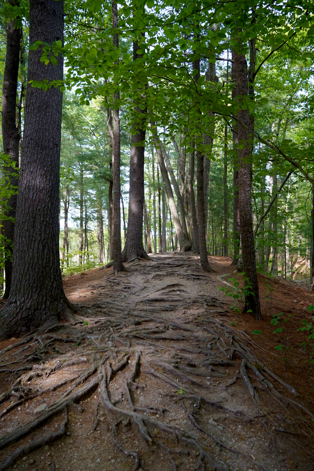 trail through trees behind Bass Pro in Foxboro, Massachusetts, USA