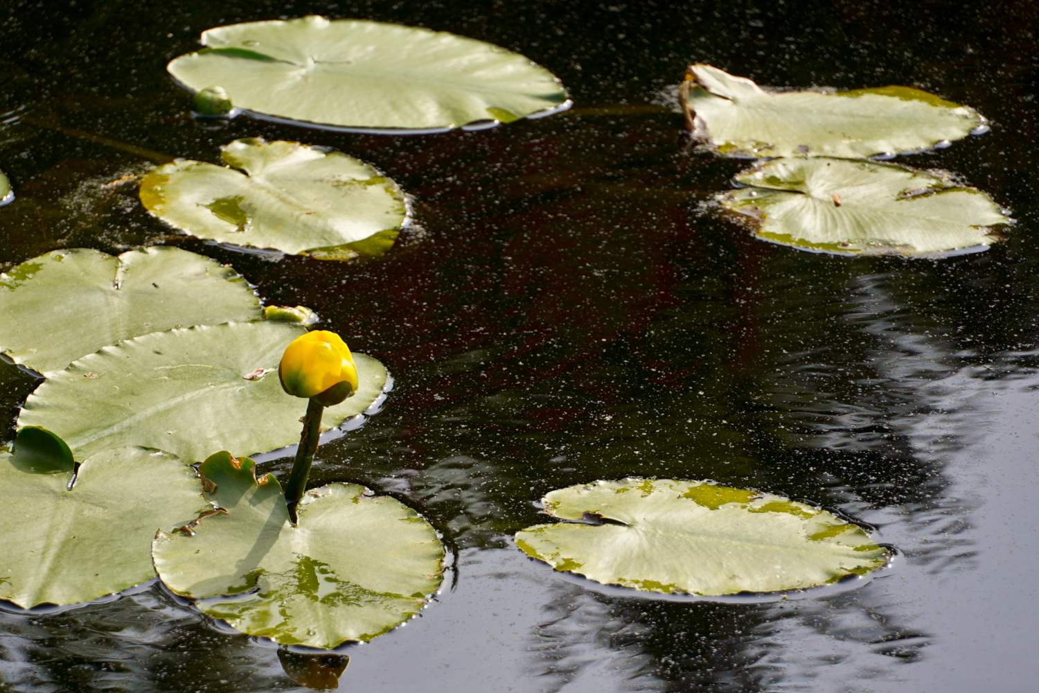 yellow flower, leaf pads Massachusetts, USA
