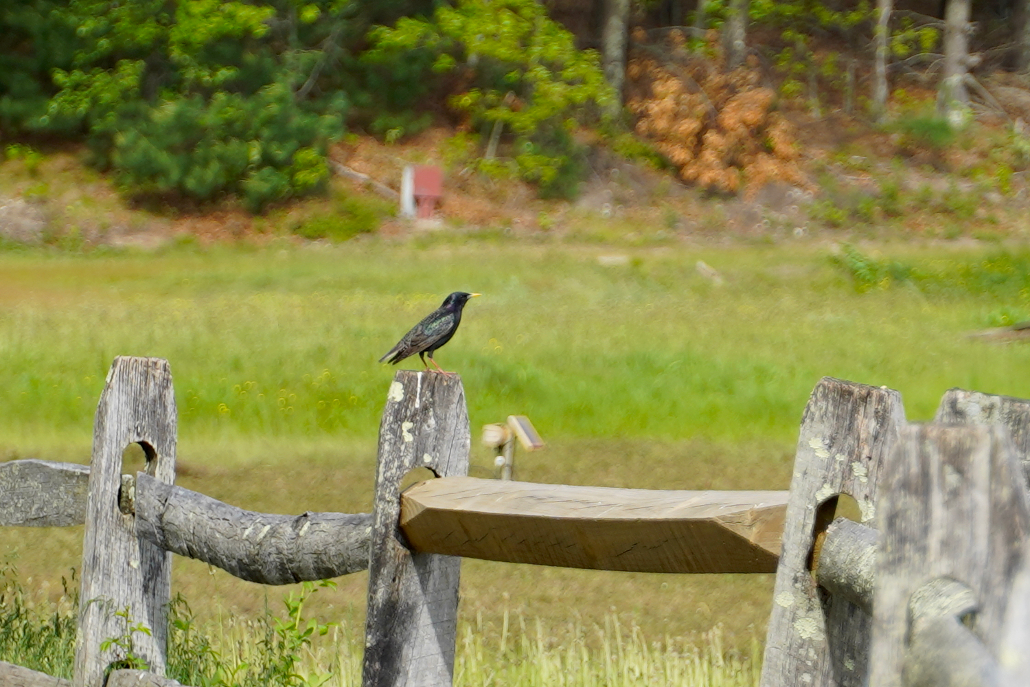 black bird with iridescent wings Massachusetts, USA
