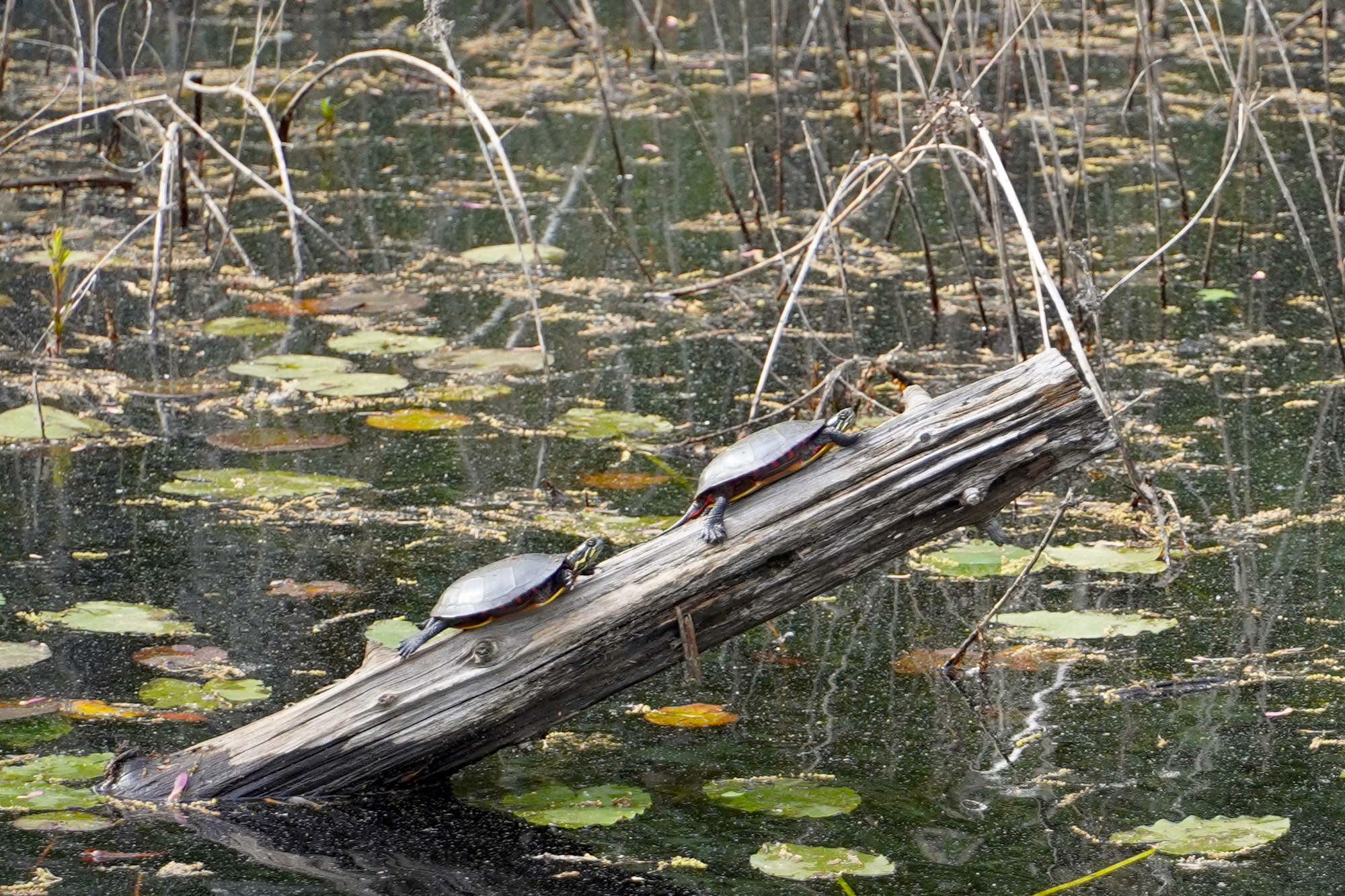 East Coast RV Adventures: From Fish Porn to Shakespearean Musicals