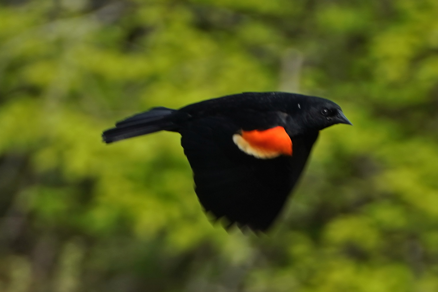 close up of red winged black bird in flight Massachusetts, USA