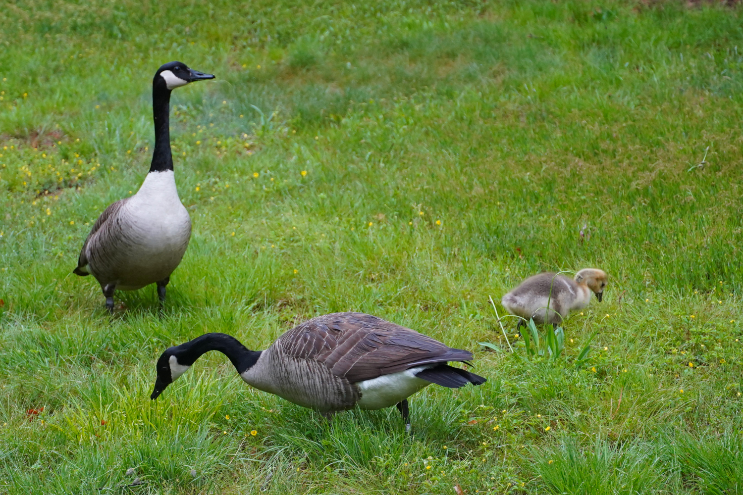 family of geese grazing USA