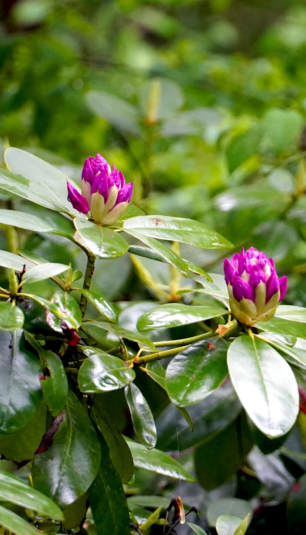 fuchsia colored flowers USA