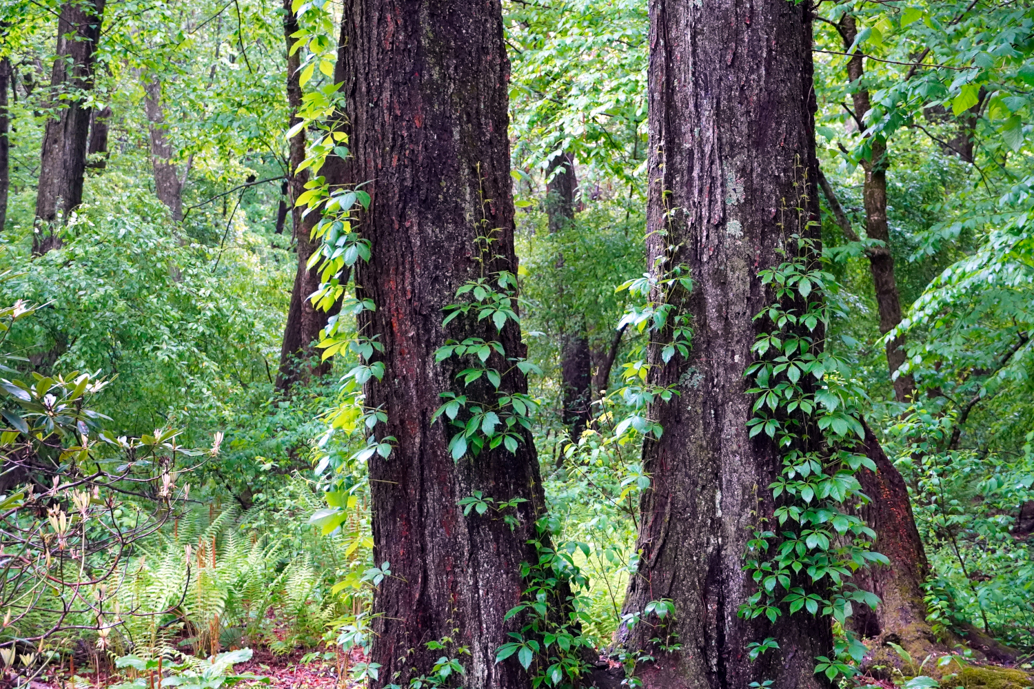 trees, woods, USA, green