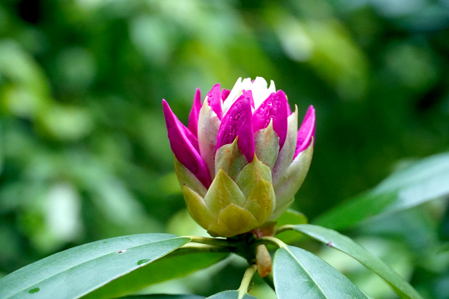 fuchsia and green flower USA