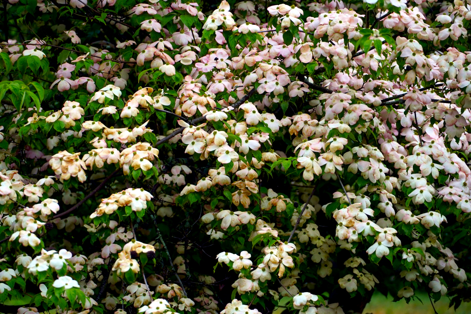 flowers, USA, white, pink, green
