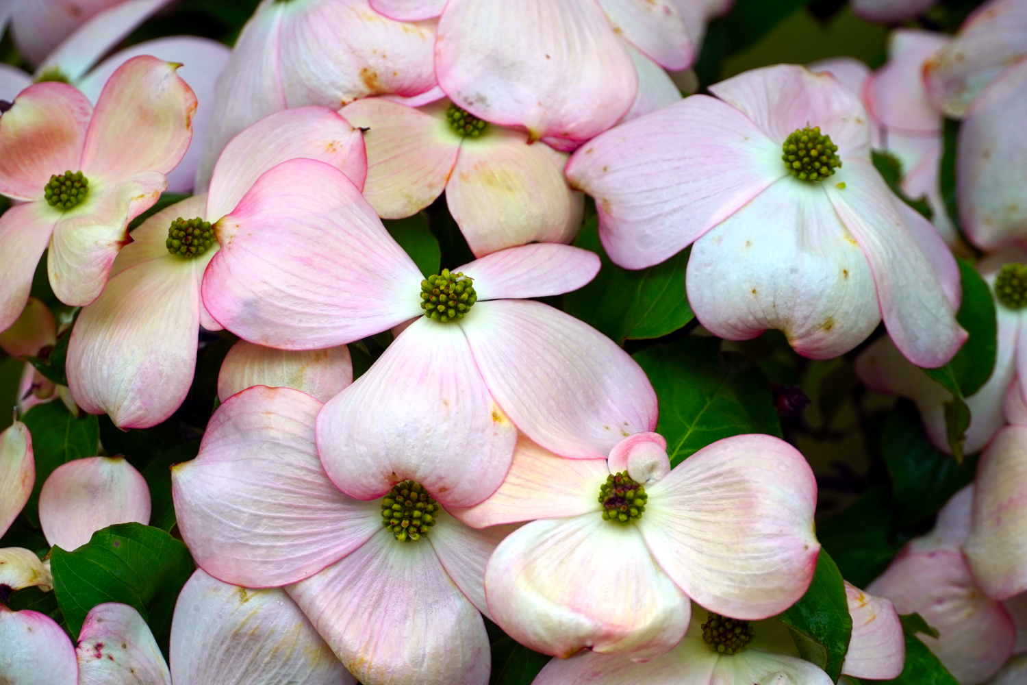 pink and white flowers close up, USA