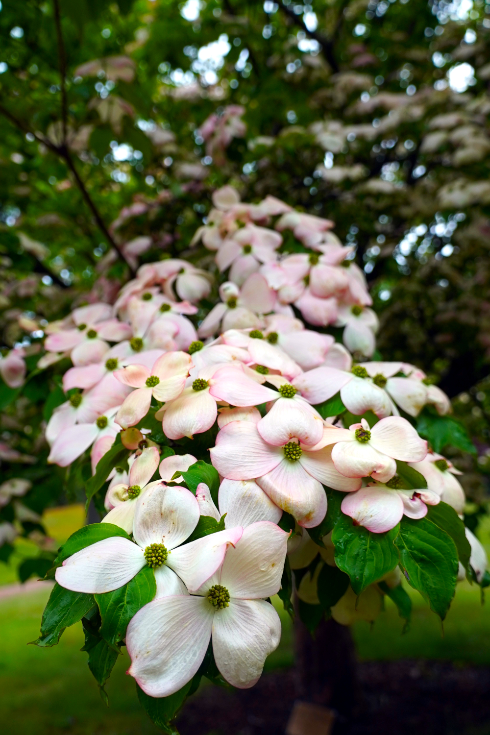 white and pink flowers on a tree USA