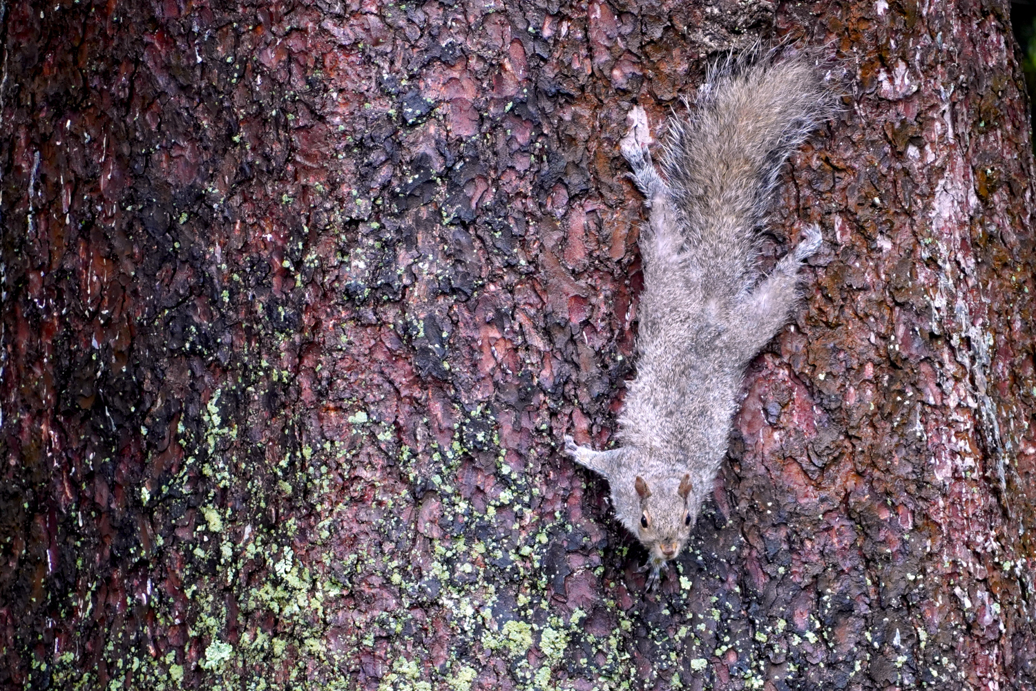 squirrel on a tree USA