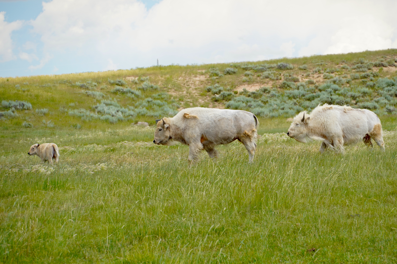 From Green River to Bonneville: RV Adventures and Unexpected Finds