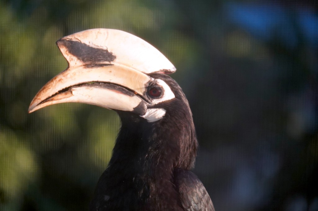 The Wild Side of Raiwala: Monkeys, Motorbikes, and Moments of&nbsp;Magic