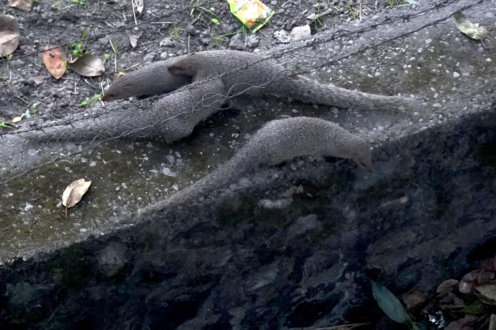 Navigating Raiwala: Crabs, Cricket Coaches, and Cultural&nbsp;Quirks