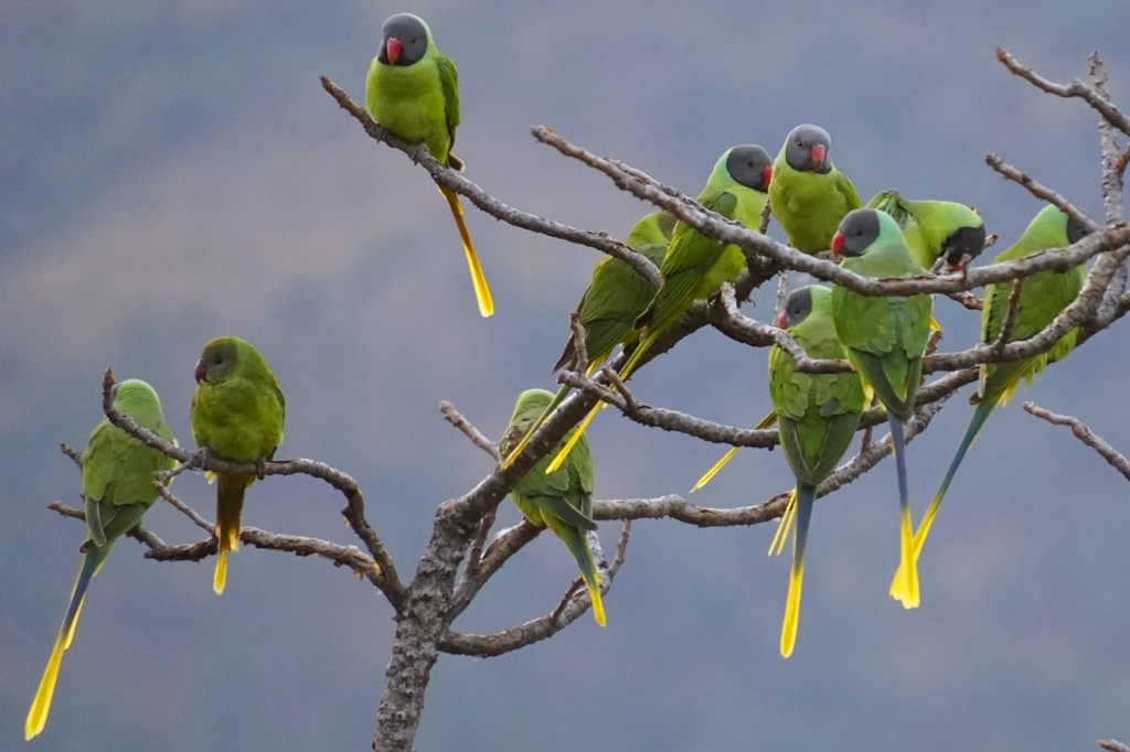 Terraces, Tigers, and Tea: Our WorkAway Welcome to the Indian Himalayan&nbsp;Foothills