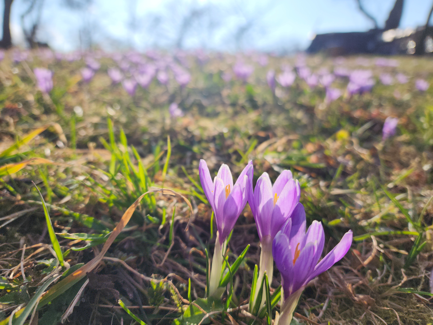 Wild Crocus Saffron Valašské Klobouky Czech Republic