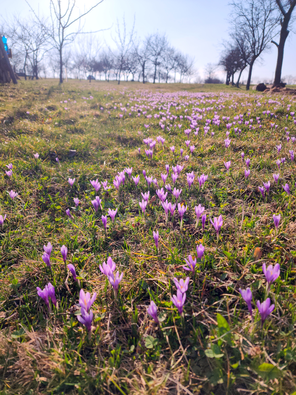 Wild Crocus Saffron Valašské Klobouky Czech Republic