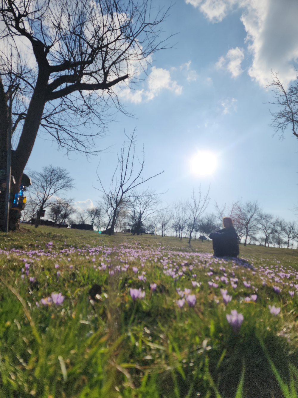 Wild Crocus Saffron Valašské Klobouky Czech Republic