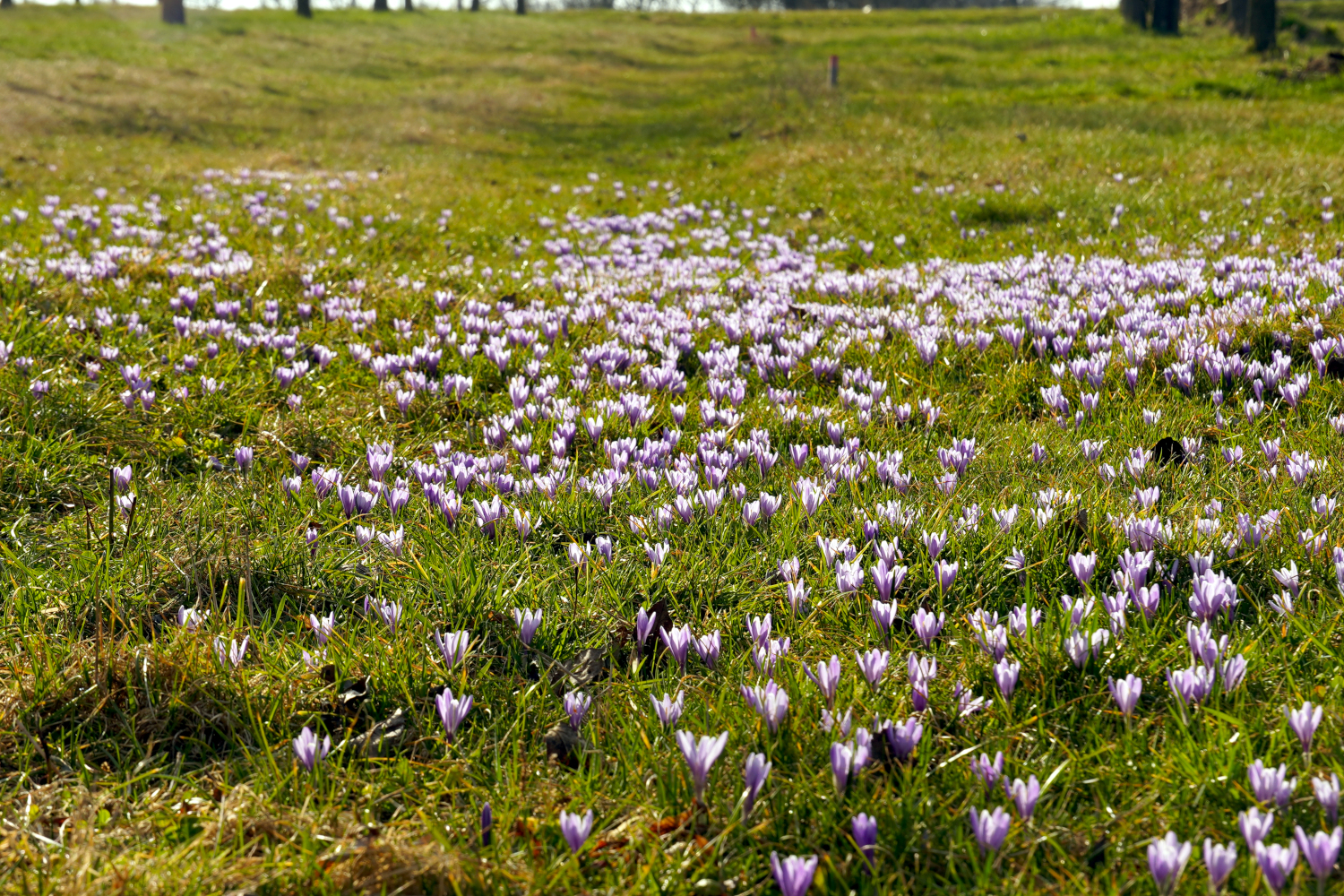 Wild Crocus Saffron Valašské Klobouky Czech Republic