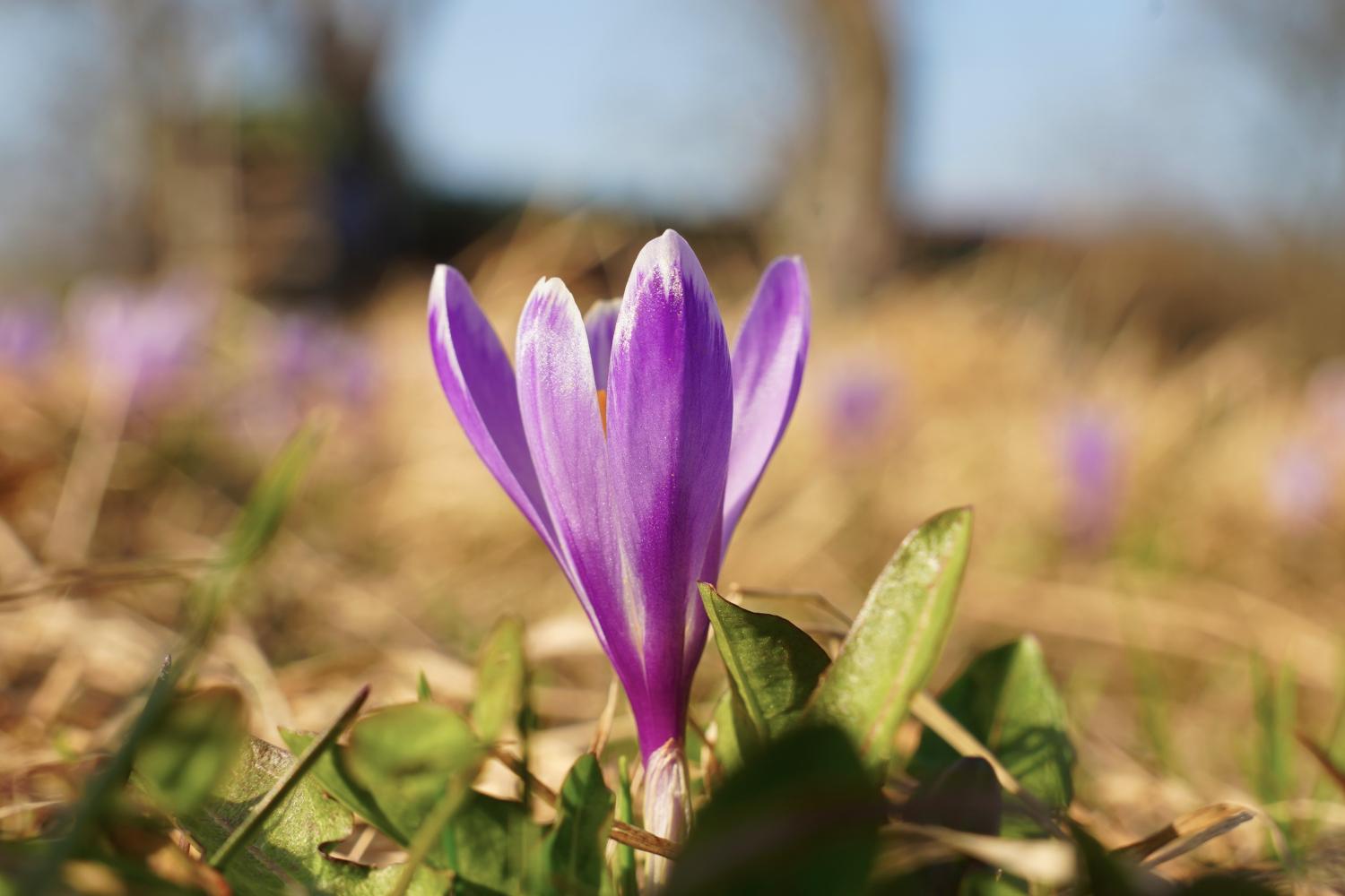 Wild Crocus Saffron Valašské Klobouky Czech Republic